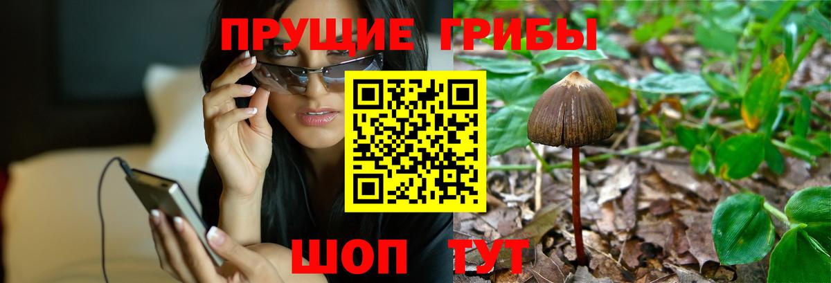 Псилоцибиновые грибы GOLDEN TEACHER  Вход с VPN  где продают   Псилоцибиновые грибы Psilocybe  Пермь 